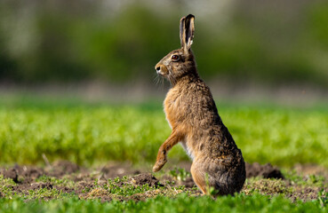 rabbit in a meadow
