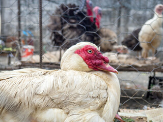 Farmer's market. Sale of live birds. Poultry meat. Animals for sale in a cage.