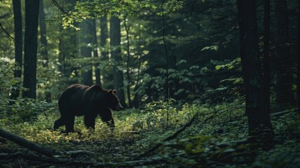 Naklejka premium Brown bear in dense forest under dappled sunlight
