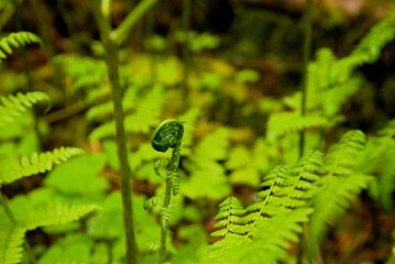 Close up of a single frond, most likely of a Lady Fern (Athyrium filix-femina), uncurling in the...