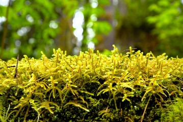 Moss, most likely Pendulous Wing-Moss (Antitrichia curtipendula), growing upwards on a tree branch...