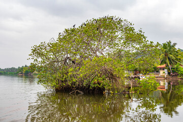 Obraz premium Boat safari through mangrove jungle Bentota Ganga River Bentota Beach Sri Lanka.