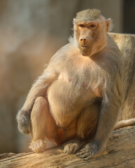 Animales de zoológico 