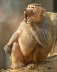 Obraz premium Animales de zoológico 