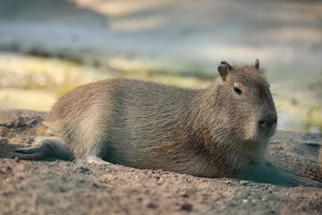 Animales de zoológico 