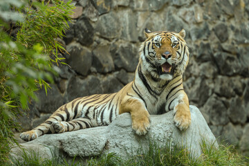 Animales de zoológico 