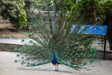 Animales de zoológico 