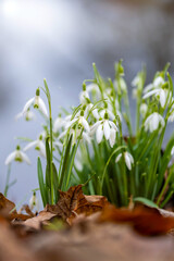 snowdrops in snow
