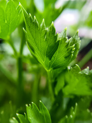 close up of green leaves