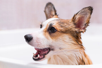 Girl bathes Pembroke Welsh Corgi puppy in the shower. Happy little dog. Concept of care, animal life, health, show, dog breed