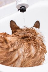 Girl bathes a Pembroke Welsh Corgi puppy. Apply shampoo to the dog's fur. Happy little dog. Concept...