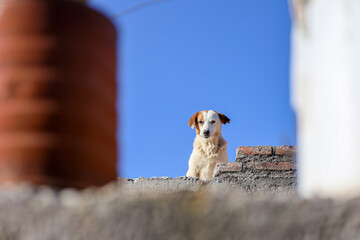 Stray dog ​​on top of a roof seen between two barrels