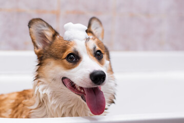 Girl bathes a Pembroke Welsh Corgi puppy in the shower. Funny dog with his tongue hanging out and foam on his head. Happy little dog. Concept of care, animal life, health, show, dog breed