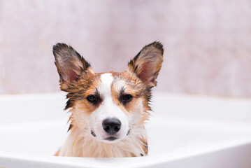 Girl bathes a small Pembroke Welsh Corgi puppy in the shower. He looks at the camera. Happy little...
