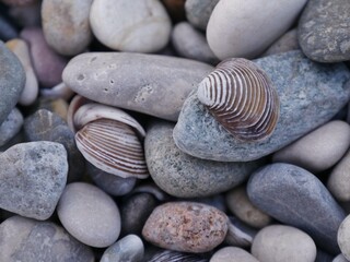 Steine und Muscheln am Seeufer Gardasee
