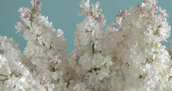 Close up view of pearl-pink lilac (Syringa vulgaris) flowers in a vase on a blue background. The beauty of Moscow or Krasavitsa Moskvy cultivar. Table spin.