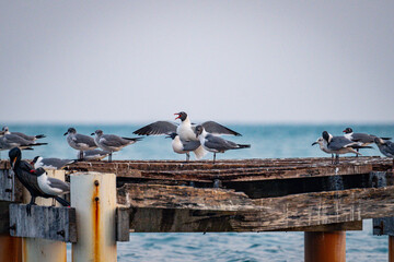 mating scene of lauging gulls at the sunset time in Belize