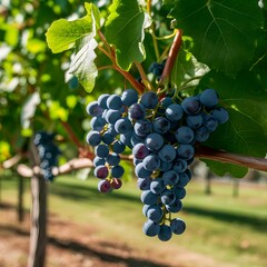 Concord Grapes on the Vine