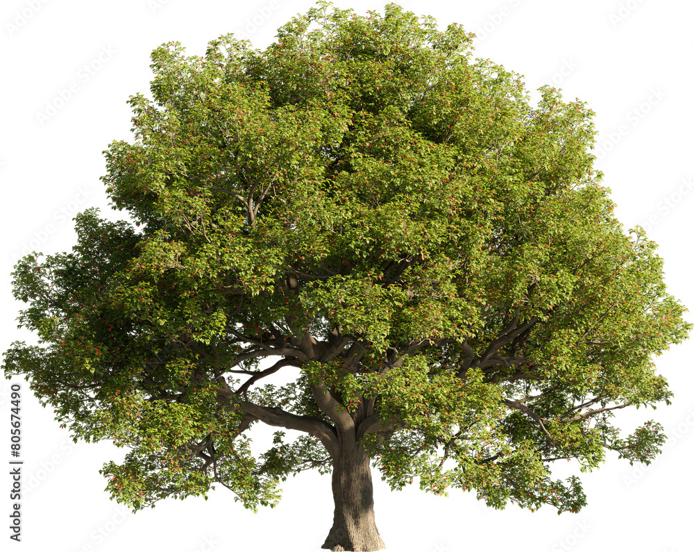 Poster realistic 3d rendering of a tree on transparent background, suitable for architecture visualization,