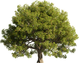 Realistic 3D rendering of a tree on transparent background, suitable for architecture visualization, presentation background, 2D or 3D illustration  digital composition