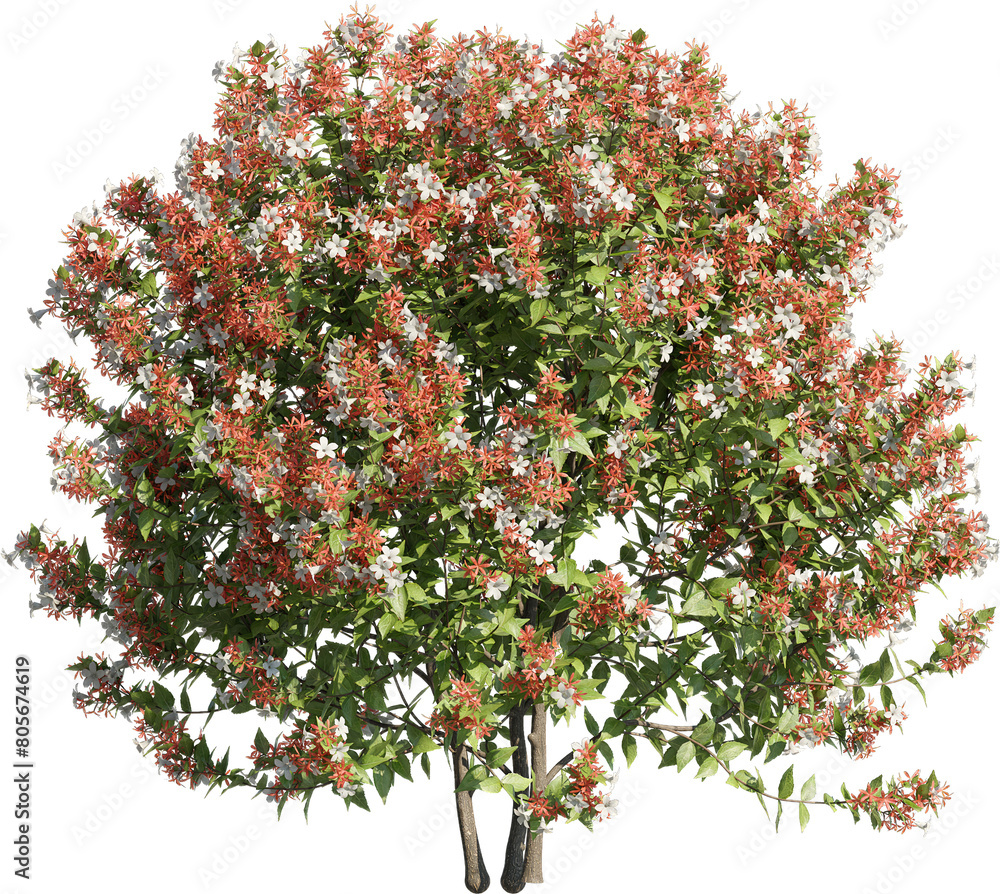 Poster realistic 3d rendering of a tree on transparent background, suitable for architecture visualization,