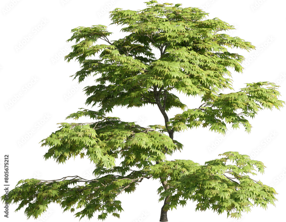 Poster realistic 3d rendering of a tree on transparent background, suitable for architecture visualization,