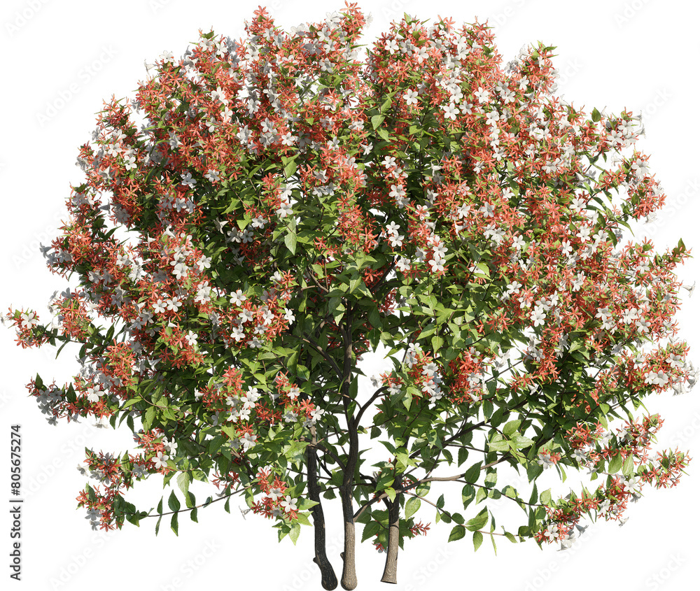 Poster realistic 3d rendering of a tree on transparent background, suitable for architecture visualization,