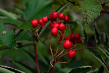red berries on a bush