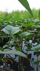 Obraz premium spinach in the garden