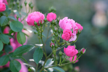 神戸岡本のバラ園のピンクの薔薇の花。背景をぼかしてふんわりと
