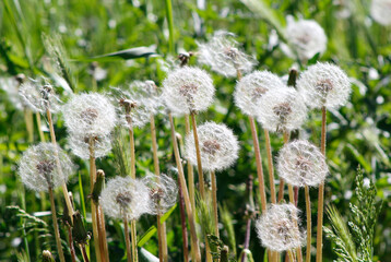 white dandelions

