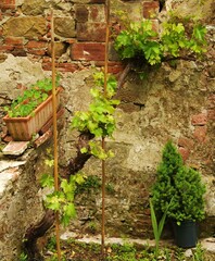 Un vecchio muro con viti di uva
