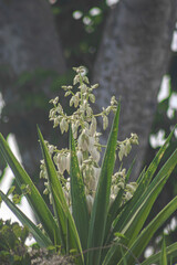 La flor de Izote es de El Salvador