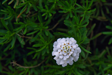 white flower of Iberis sempervirens, the evergreen candytuft, perennial candytuft on the dark green background of leaves