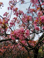 Cherry tree