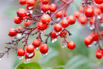 雨上がりのナンテンの赤い実