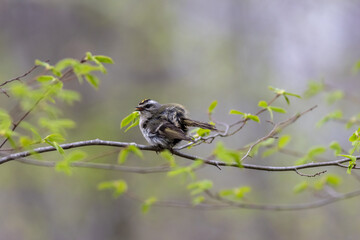 Golden Crowned Kinglet,  Regulus satrapa, one of the smallest songbirds, perched with puffed feathers on branch gray background copy text