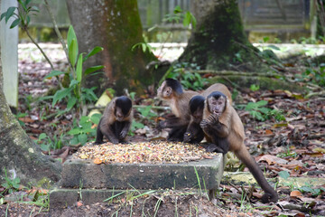 Fundação Zoobotânica de Marabá/PA, Brasil.
Zoobotanical Foundation of Marabá/PA, Brazil.
Zoobotânico.