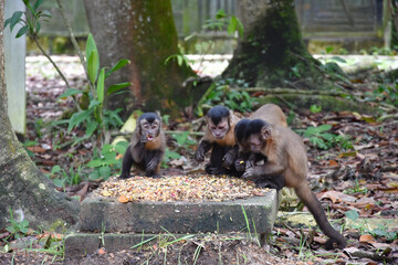 Funda&ccedil;&atilde;o Zoobot&acirc;nica de Marab&aacute;/PA, Brasil.
Zoobotanical Foundation of Marab&aacute;/PA, Brazil.
Zoobot&acirc;nico.