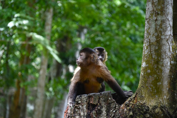 Fundação Zoobotânica de Marabá/PA, Brasil.
Zoobotanical Foundation of Marabá/PA, Brazil.
Zoobotânico.