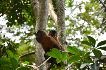 Fundação Zoobotânica de Marabá/PA, Brasil.
Zoobotanical Foundation of Marabá/PA, Brazil.
Zoobotânico.