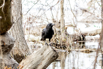 This crow was hunting Canada Goose Gosling.  They were not successful.