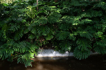 Green leaves of Monstera philodendron plant growing in wild, the tropical forest plant, evergreen vines over the water