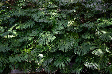 Green leaves of Monstera philodendron plant growing in wild, the tropical forest plant, evergreen...