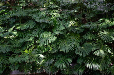 Green leaves of Monstera philodendron plant growing in wild, the tropical forest plant, evergreen vines