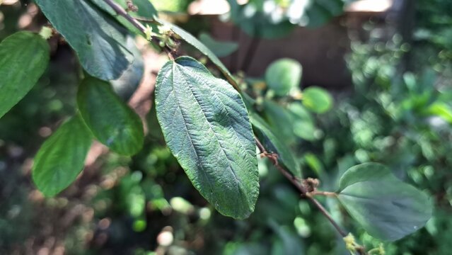 close up of bidara leaves