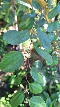 close up of bidara leaves