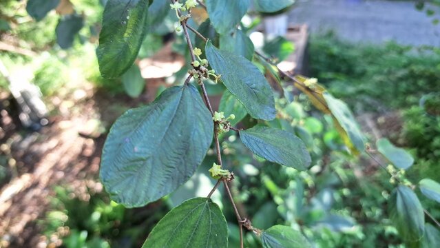 close up of bidara leaves