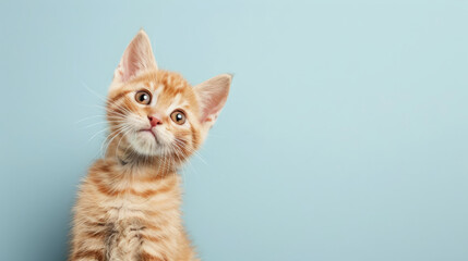 orange tabby kitten with curious questioned face isolated on light blue background.