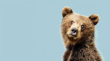 Obraz premium Adorable brown bear cub isolated on light blue background with copy space.